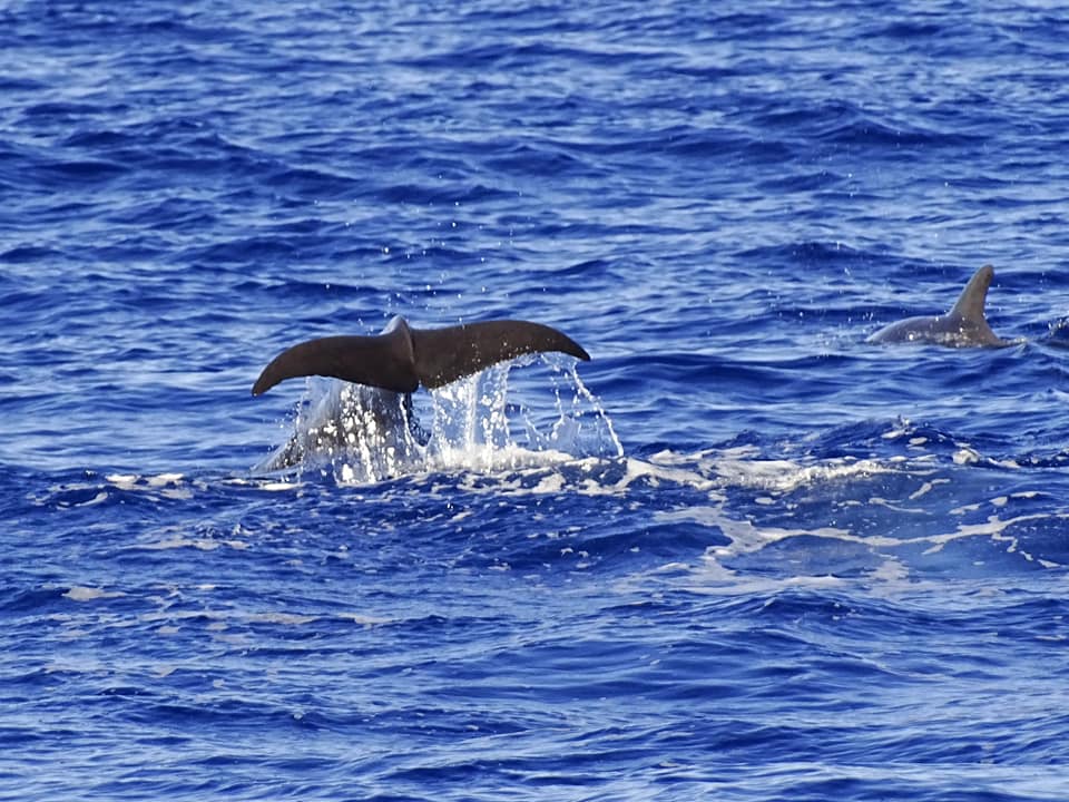 La Estaca Boat Tour - Immagine 3