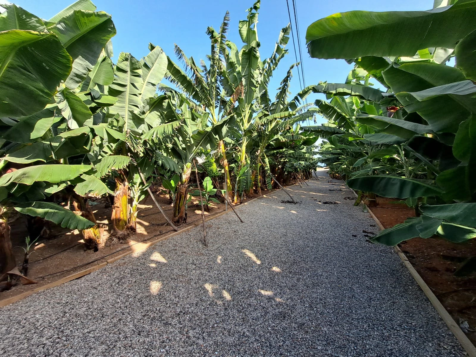 Banana Museum & Tasting in Gran Canaria - Immagine 4