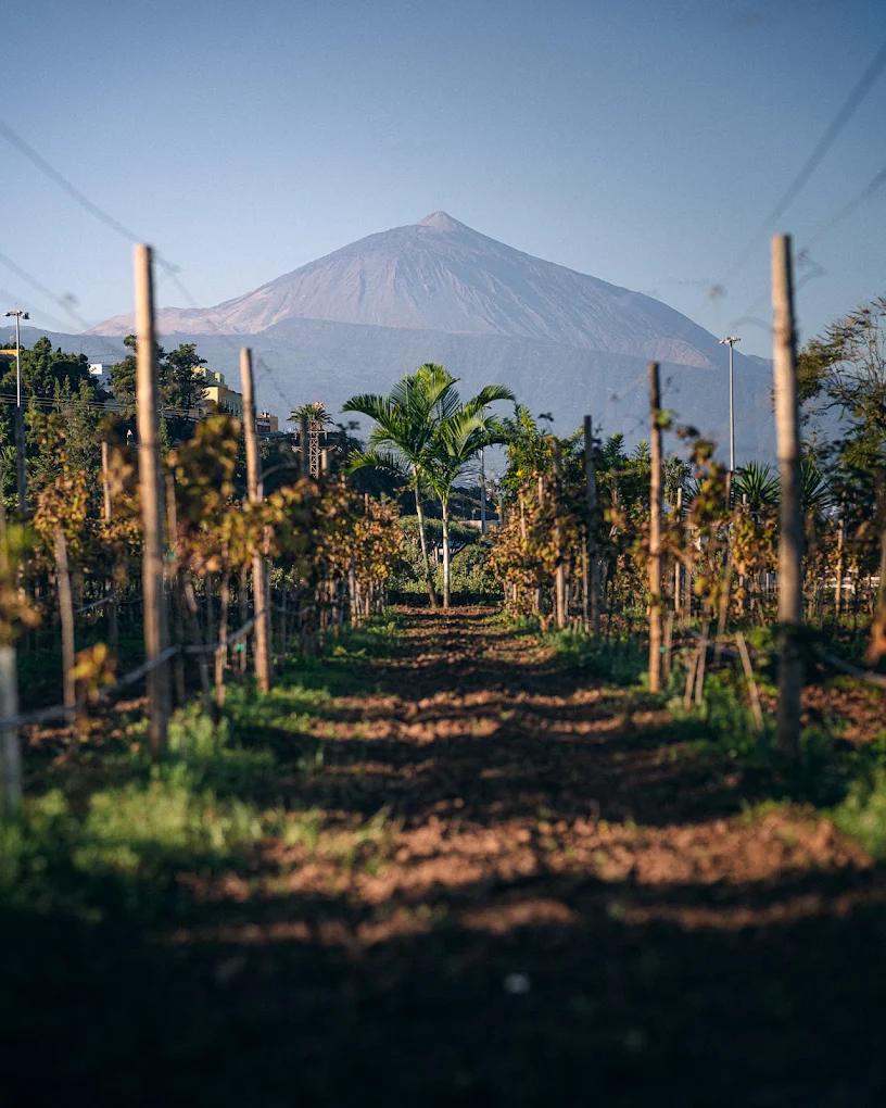 Easy-Wine Tour Tenerife - Immagine principale